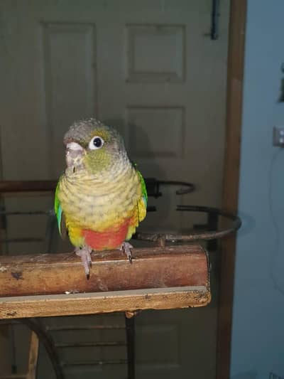yellow sided conure yellow Ringneck self chicks