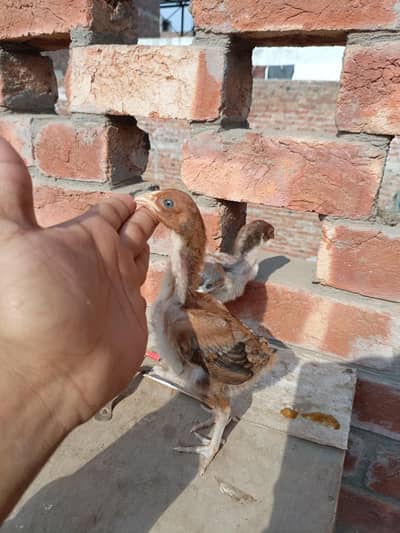 Blue Eyes Burmi Chicks