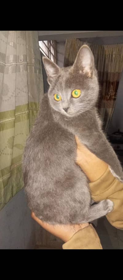 British shorthair cat