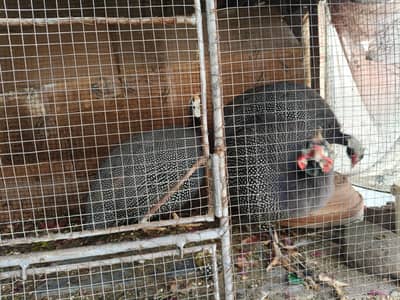 Chini murgi chakor full health and Active Ando wali