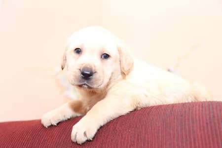 labrador female  pup 03014615555