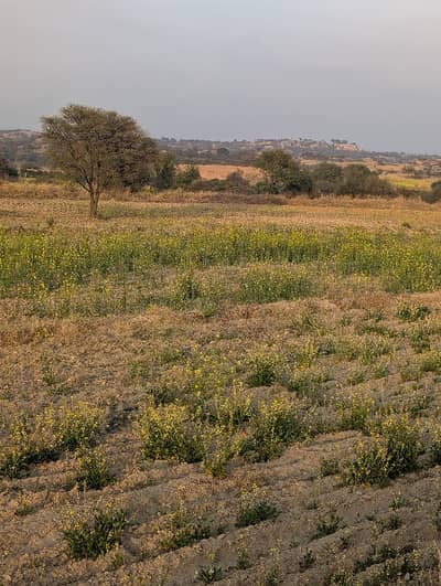 40 kanal agricultural land for sale in  Nella dullah interchange