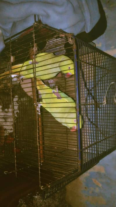 2 parrots ring neck