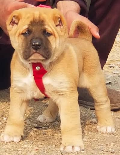 Turkish kangal dabal hadi important blood line male security dogs for