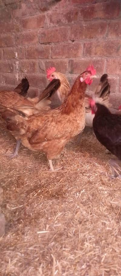 egg laying hens