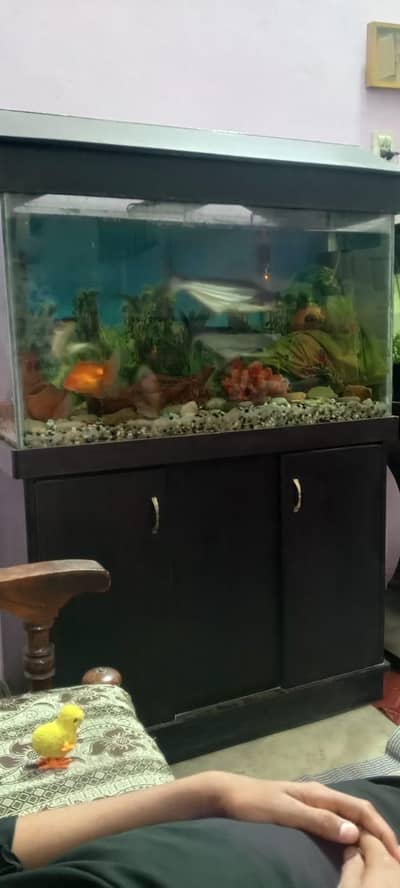 aquarium with fish big size