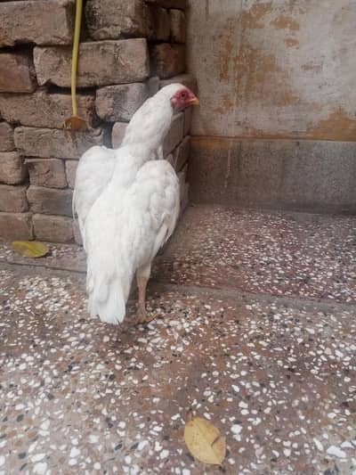 aseel lover 03441567780