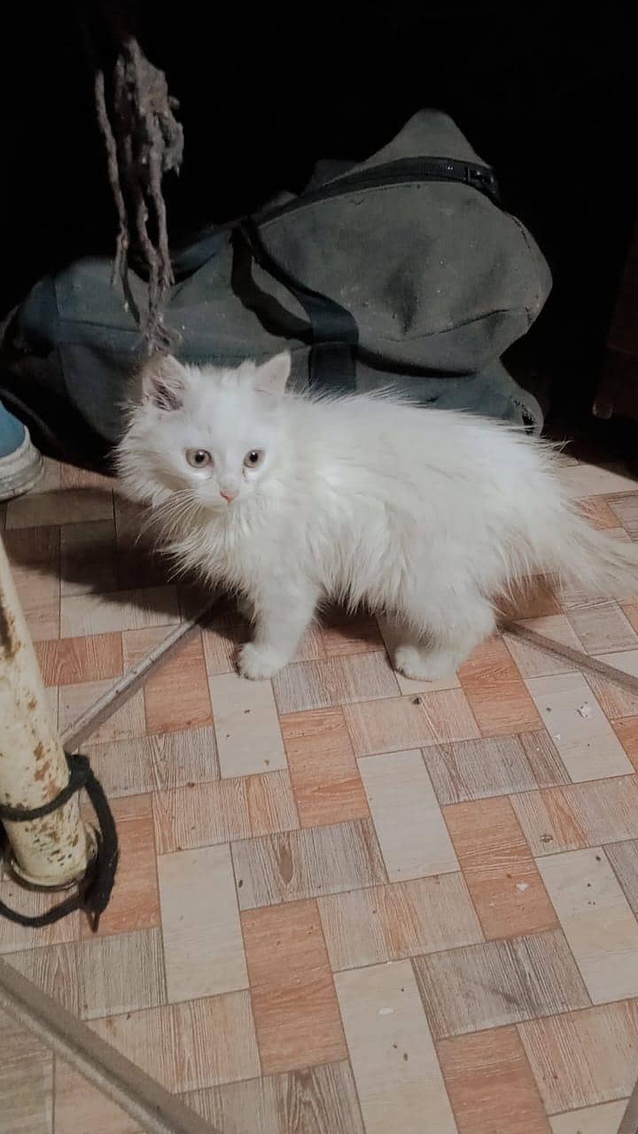 white 0