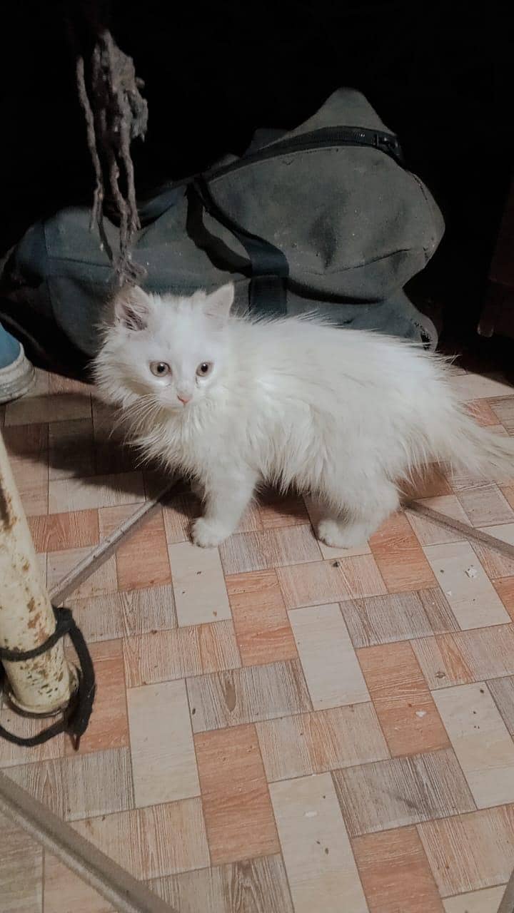 white 3