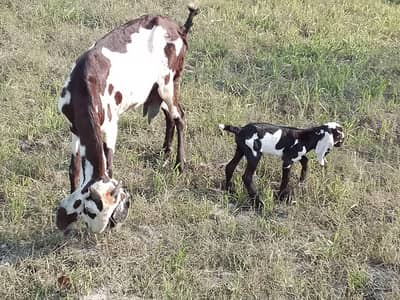 Dasi Bakri with 1 female babe