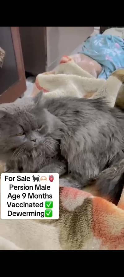 punch face male ready for stuf