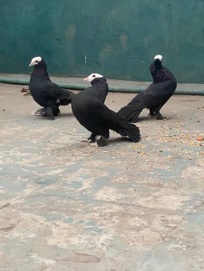Mukhi top quality breeder pair