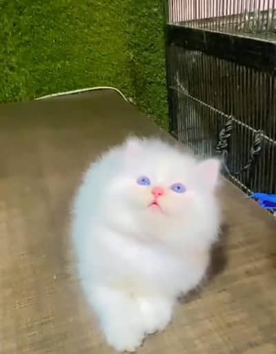 Persian cat kitten for sale my WhatsApp 03472175246