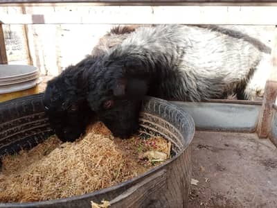 shinwari young pair for sale