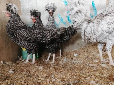 POLISH/SABRIGHT/YOKOHAMA/KO SHAMO/EGG/CHICK/SILKI 03162606360