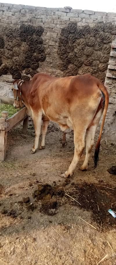 pehla wara Sahiwal And Desi Crosss