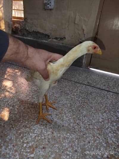 White Shamo| Shamo Chicks | German Shamo | | King Shamo