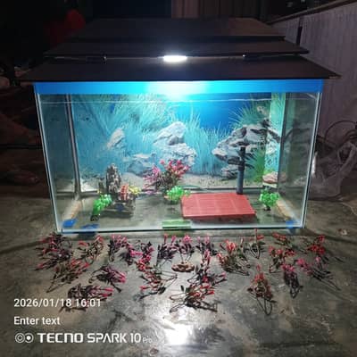 Fish Aquarium