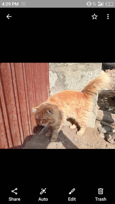Persian cat male healthy 03235074758