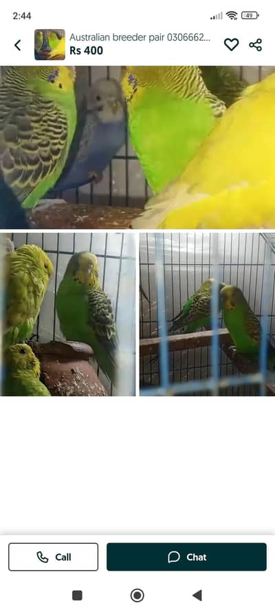 budgies