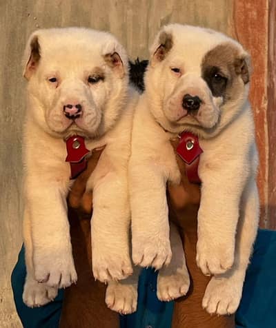 King Alabai Puppy For Sale | Alabai puppies pair | alabai dog