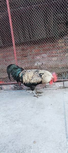 egg de rhe hy murghi