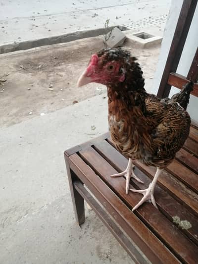 Aseel Madian for sale