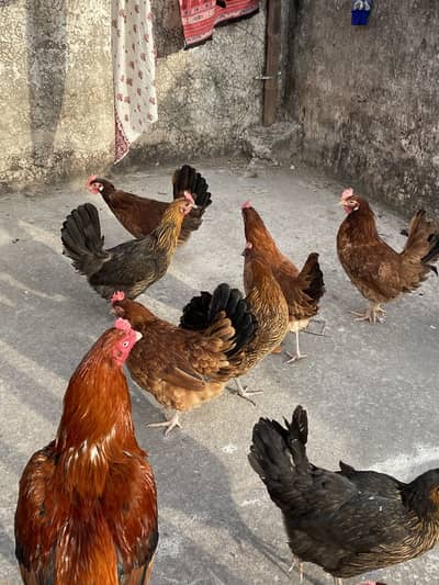 Desi murgiya 7 ha WhatsApp 0/3/3/5/7/2/8/9/1/1/3