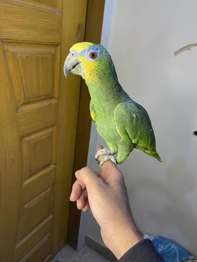 Green winged Amazon for sale!