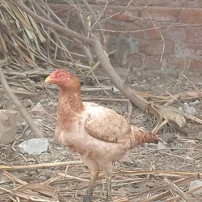 High-quality aseel female