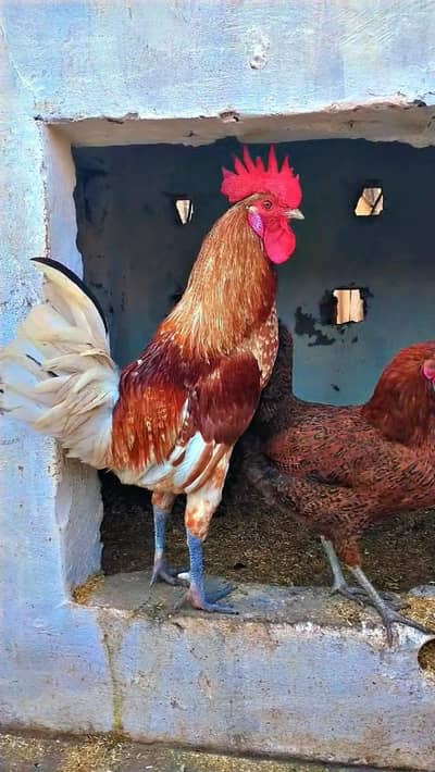 pair Golden misri female lohman brown male