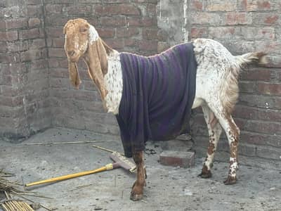 Pure madsra Nasal Makhi Cheni