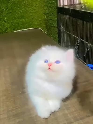 Persian cat kitten for sale my WhatsApp 03472175246
