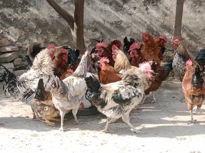 Golden Misri Healthy chicks All Age Available
