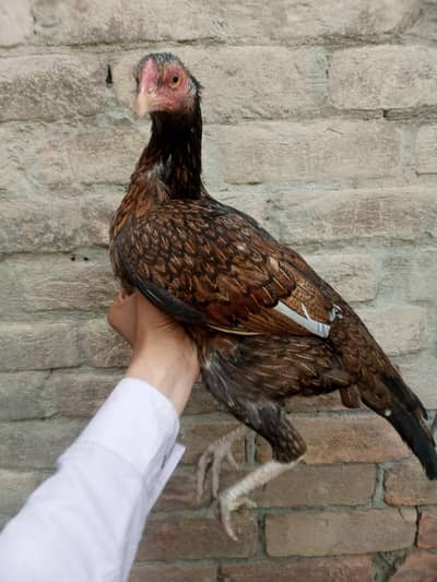 Mia wali cross murgii for sale price 3000