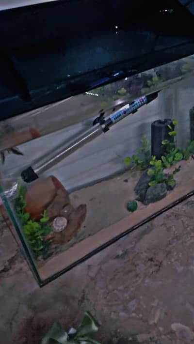fish aquarium with fishes and accessories