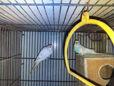 Australian parrots pair