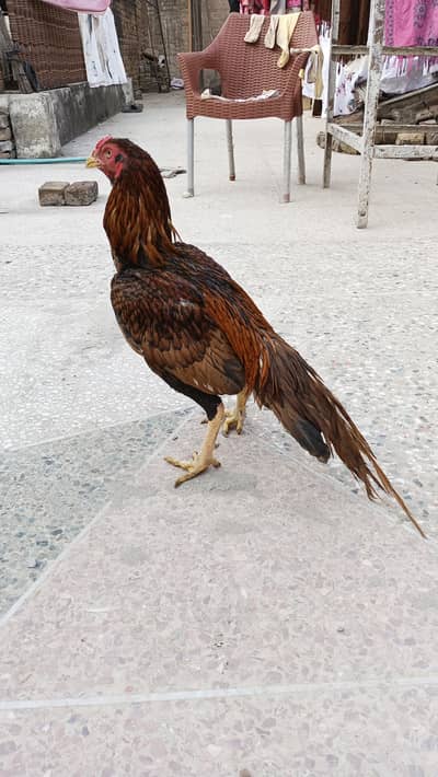 Aseel lakha high qualityr patha