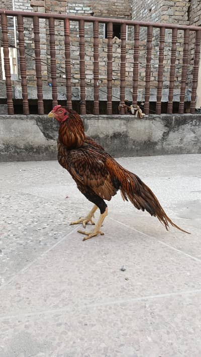 Aseel high quality patha