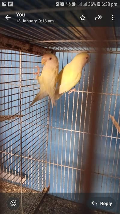 Love Birds Pairs for sale