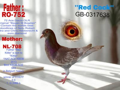 Qasid pigeon - Kabooter