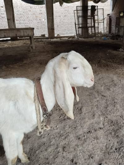 فروخت کے لیے پٹھ — اچھی نسل