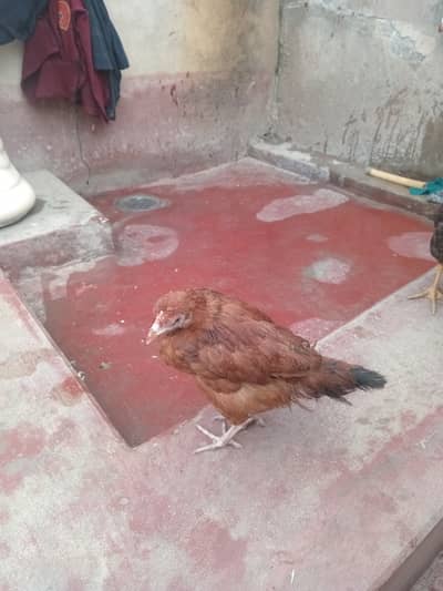 Plymouth rock ki female chick