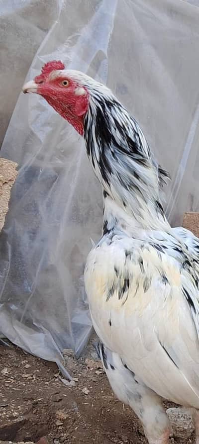 Aseel murgah for sale