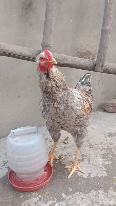 Aseel patha for sale top quality cross