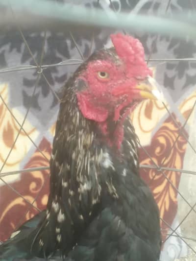 03469021324aseel mushka Sawa Hai bohat acha larta Hai bazboot hai