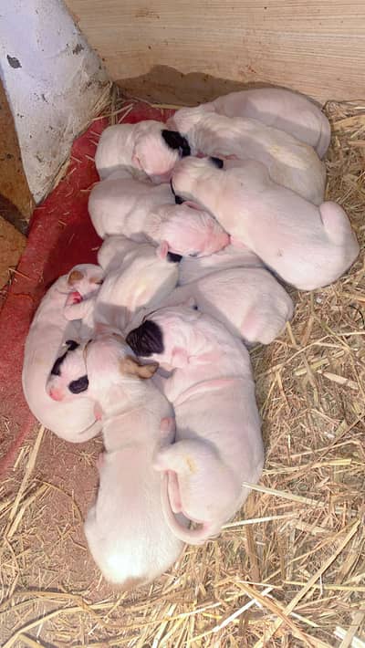 pakistani bulldogs high quality puppies