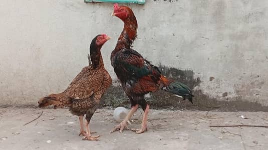 Active Healthy Aseel Pair