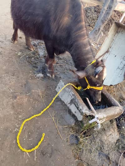 Nili-Ravi Buffalo | nili ravi | Cow | For sale