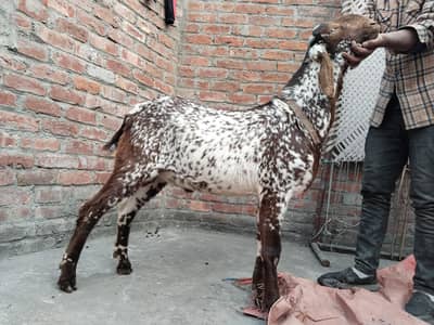 Makkhi cheena pakka khera